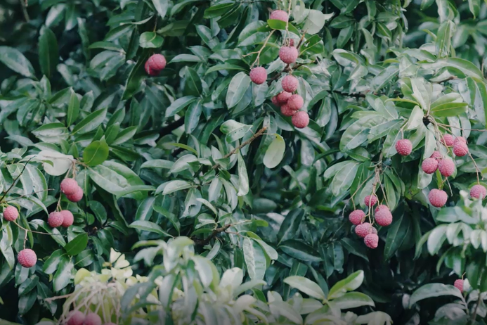 荔枝节狂欢继续｜深大荔枝大丰收，派发师生进行中！