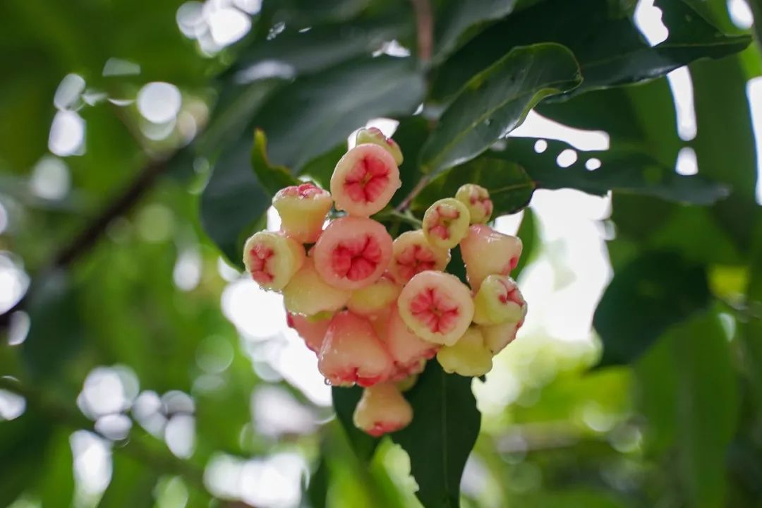 想知道荔园有多少种水果吗？来，了解一下这所“水果大学”！